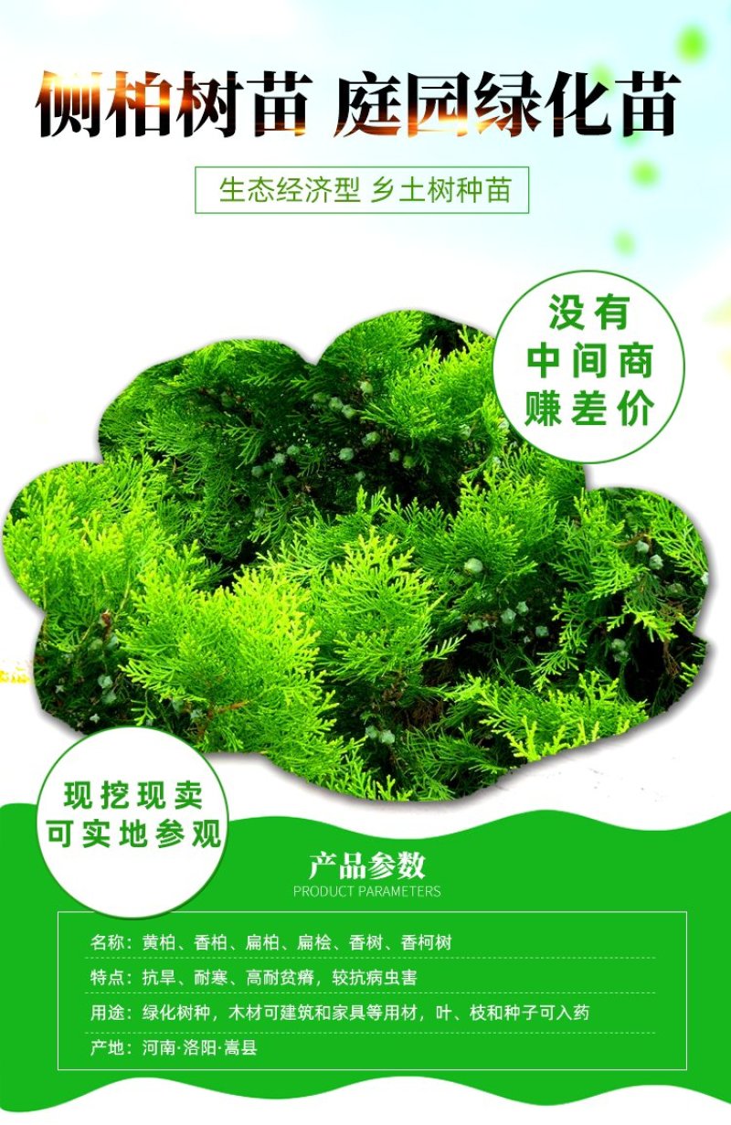 苗场直发塔柏松柏树苗龙柏树苗批发价格，需要下单
