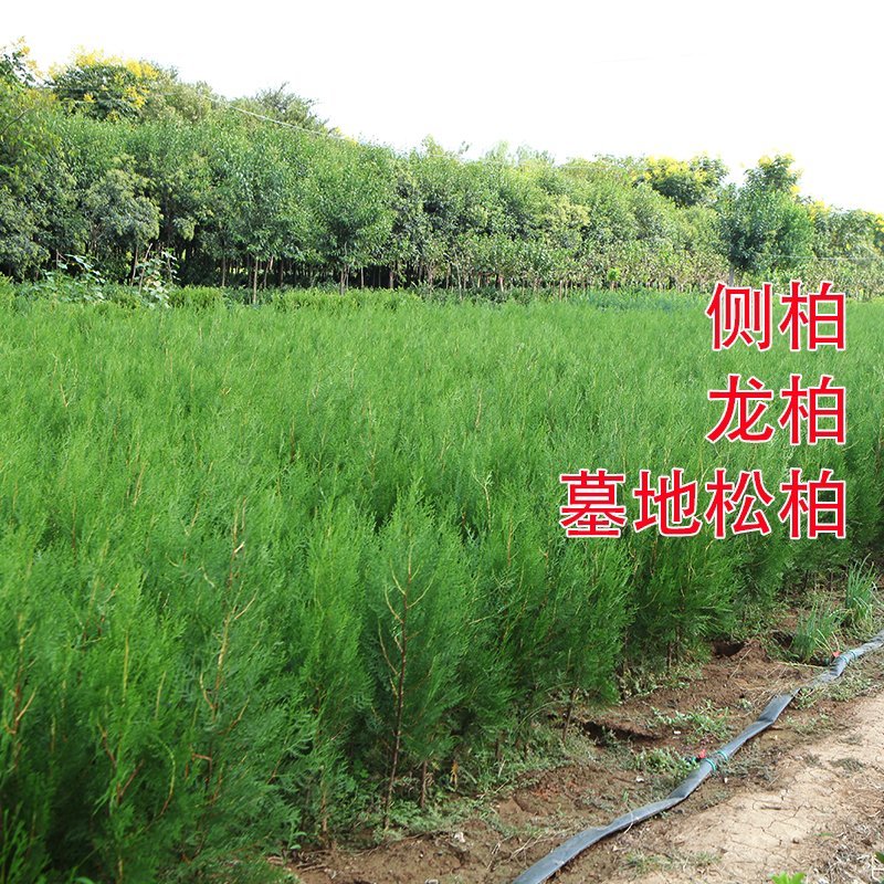 苗场直发塔柏松柏树苗龙柏树苗批发价格，需要下单