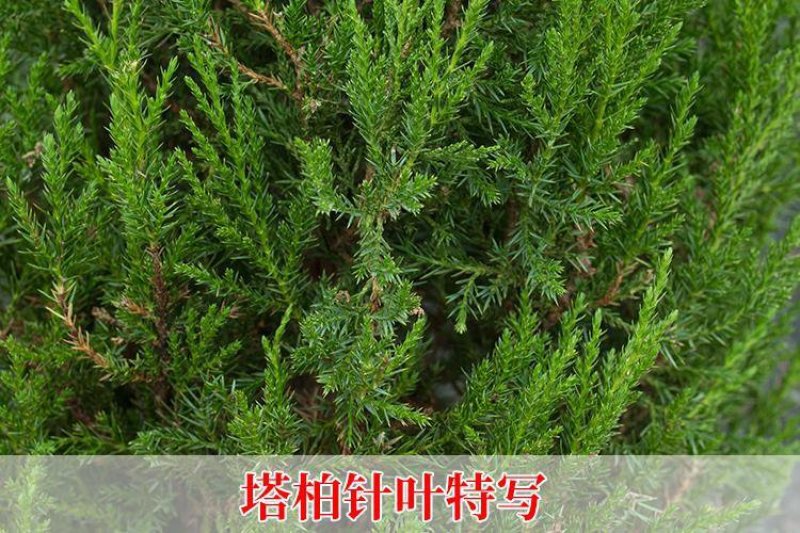 苗场直发塔柏松柏树苗龙柏树苗批发价格，需要下单