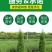 苗场直发塔柏松柏树苗龙柏树苗批发价格，需要下单