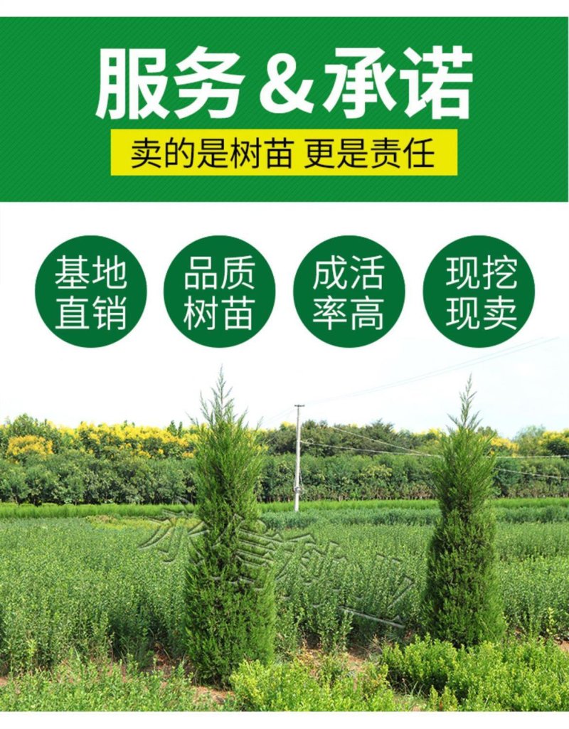 苗场直发塔柏松柏树苗龙柏树苗批发价格，需要下单