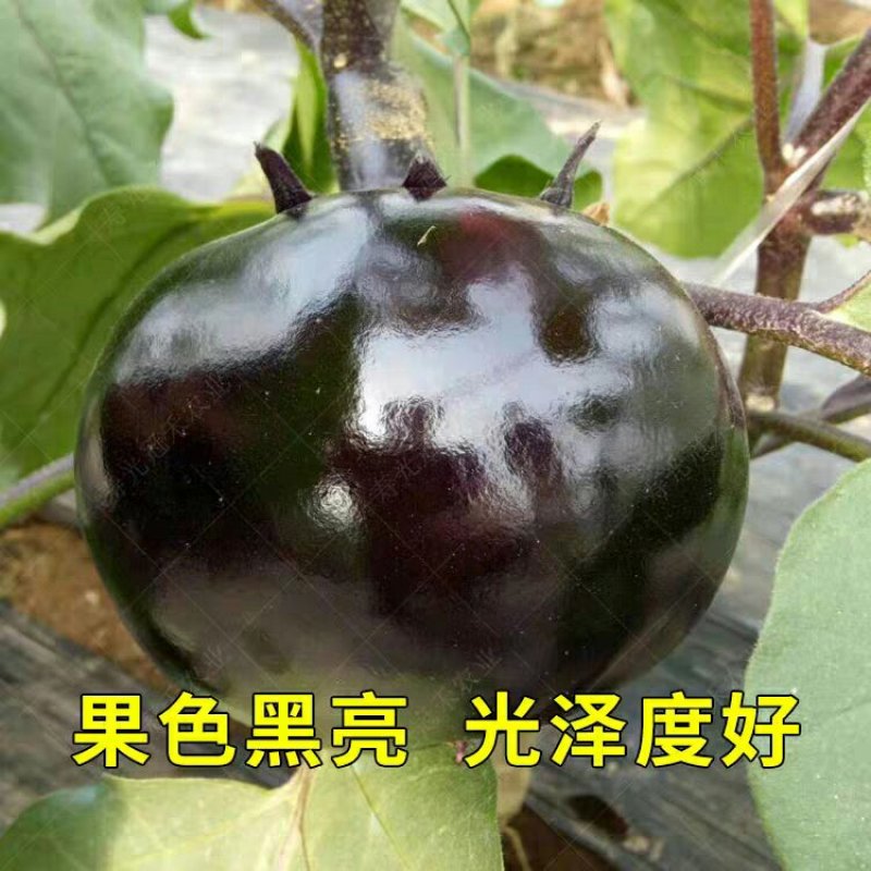茄子苗大圆紫茄子苗长茄苗