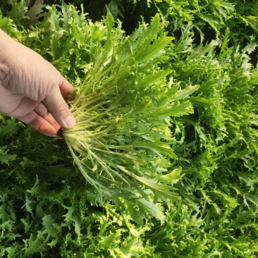 苦菊太便宜了