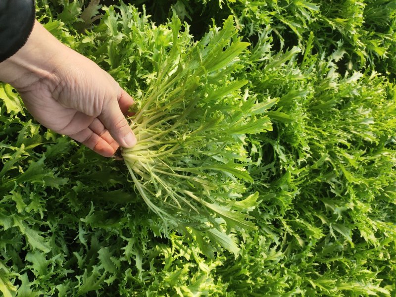 苦菊太便宜了