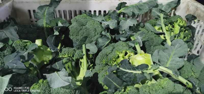 西兰花耐寒阳光炎秀冷库配套精品上市