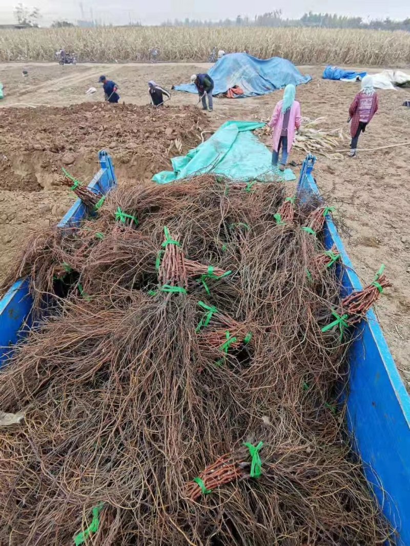 诚信销售早熟佣优一号，假一赔十现挖现卖量大从优