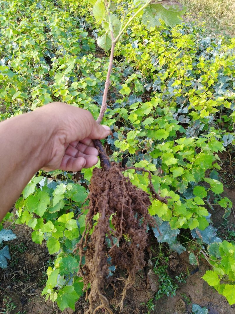 诚信销售早熟佣优一号，假一赔十现挖现卖量大从优