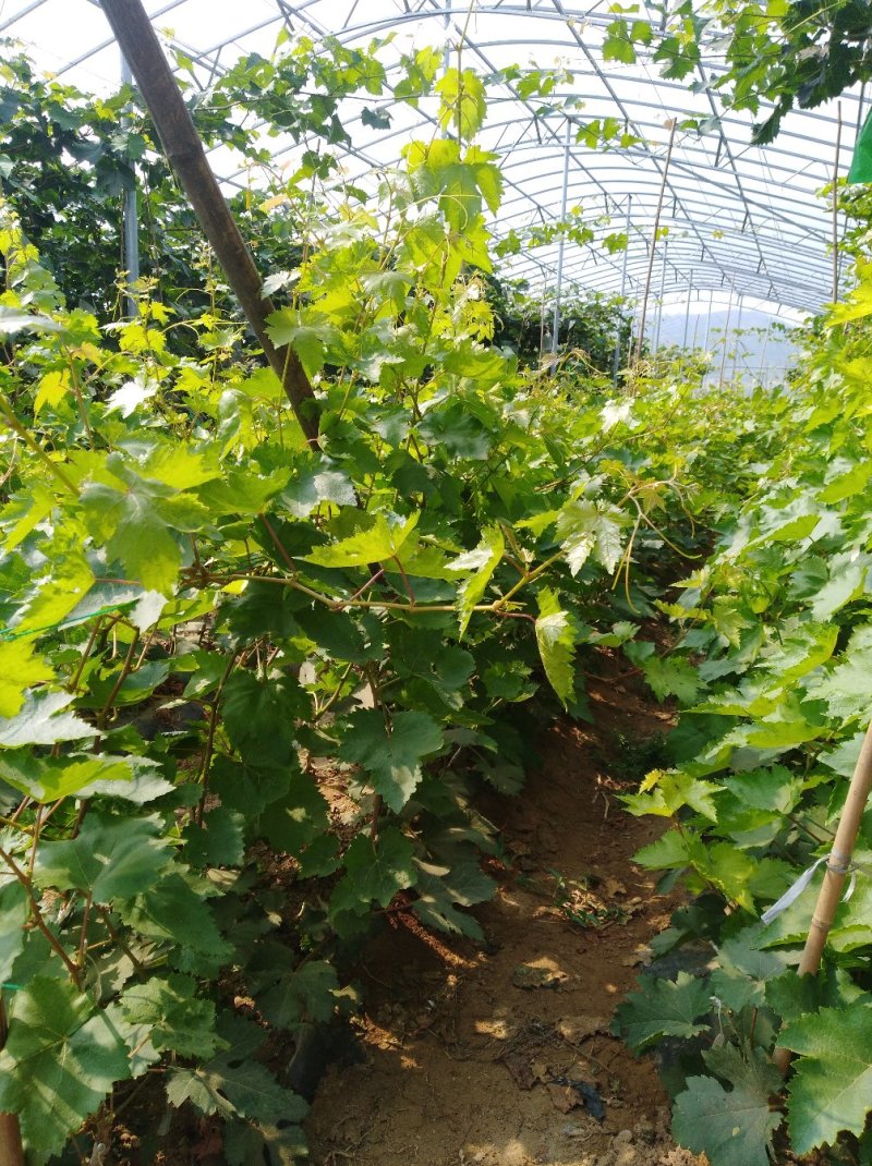 诚信销售早熟佣优一号，假一赔十现挖现卖量大从优