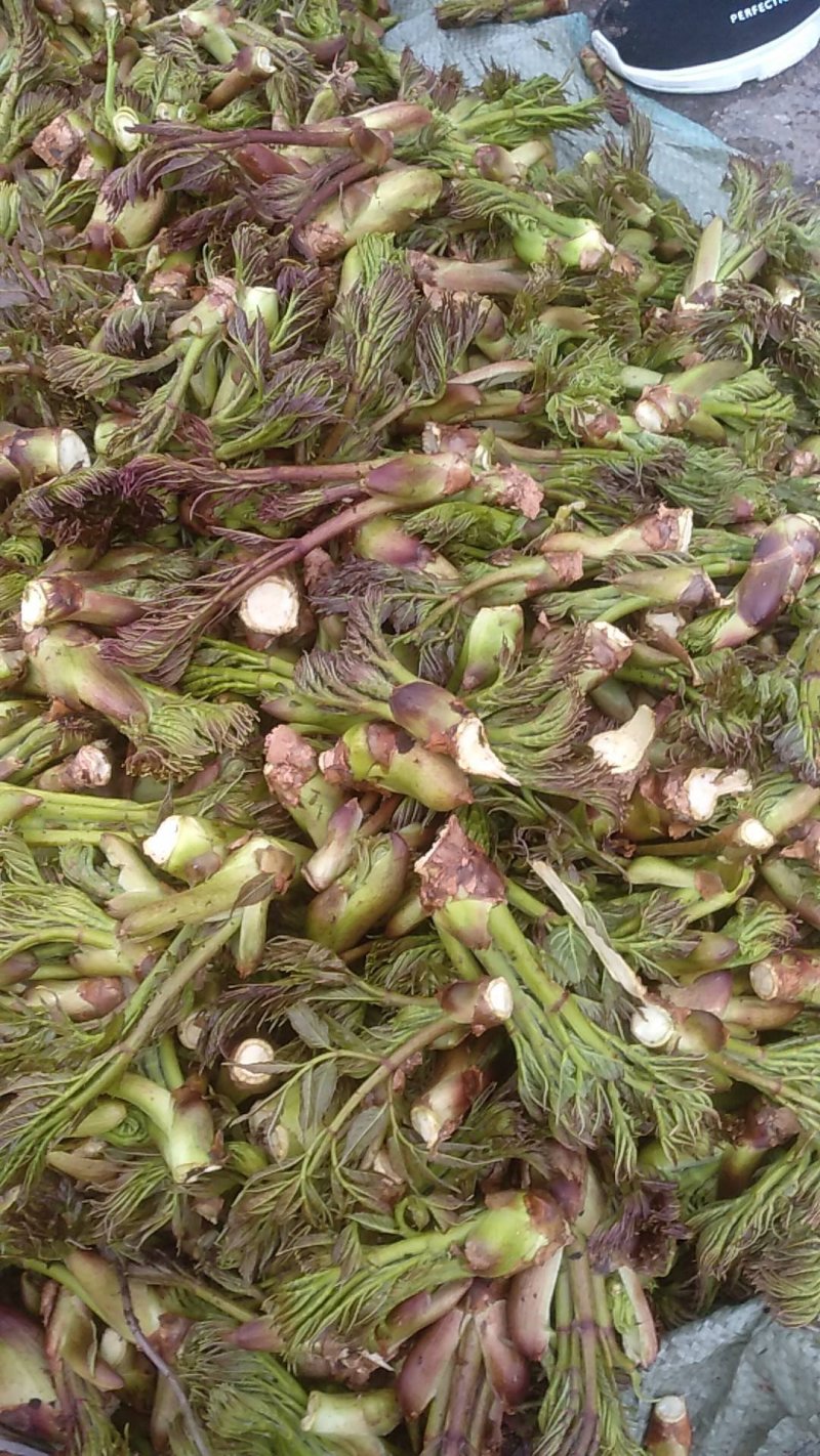 刺嫩芽苗（刺头，刺老虎，刺龙牙，刺老芽）一年苗，两年苗，