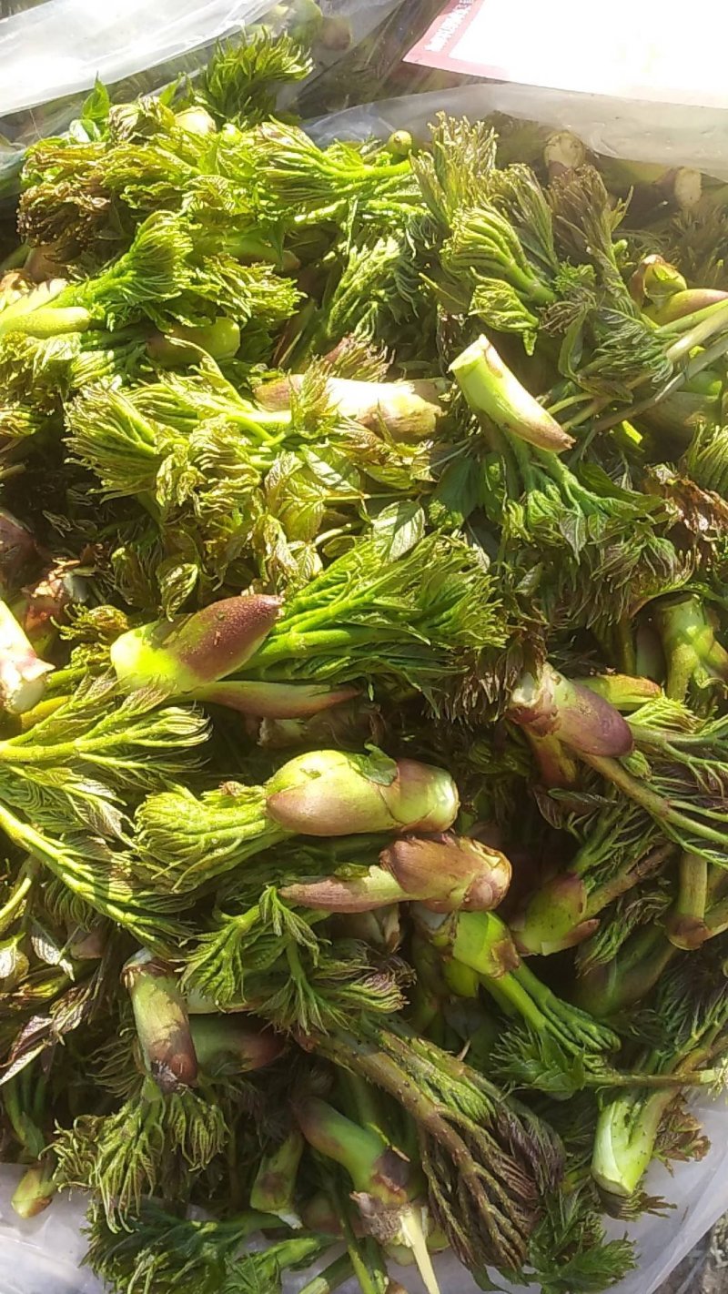 刺嫩芽苗（刺头，刺老虎，刺龙牙，刺老芽）一年苗，两年苗，