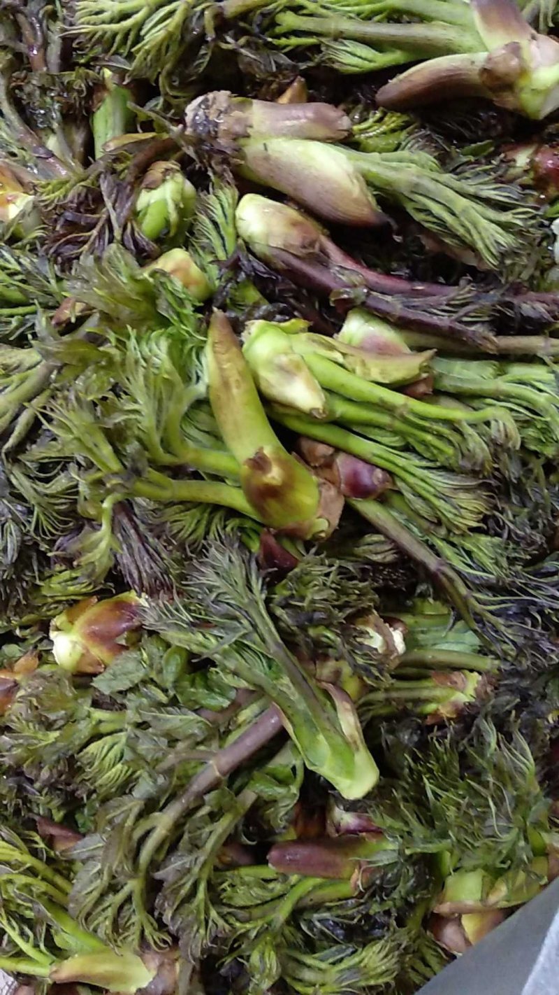 刺嫩芽苗（刺头，刺老虎，刺龙牙，刺老芽）一年苗，两年苗，