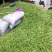 麦豆豌豆角青豌豆甜豆饱满长寿仁货量大