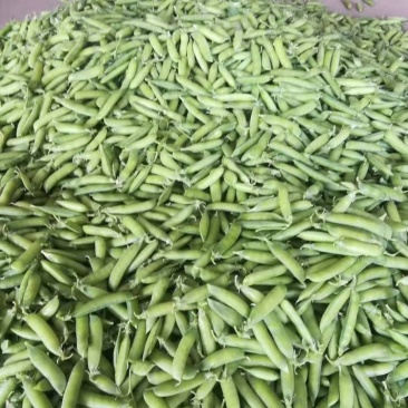 麦豆豌豆角青豌豆甜豆饱满长寿仁货量大