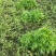 新鲜芦蒿大量上市，保证货源质量，现采现卖，支持现场验货
