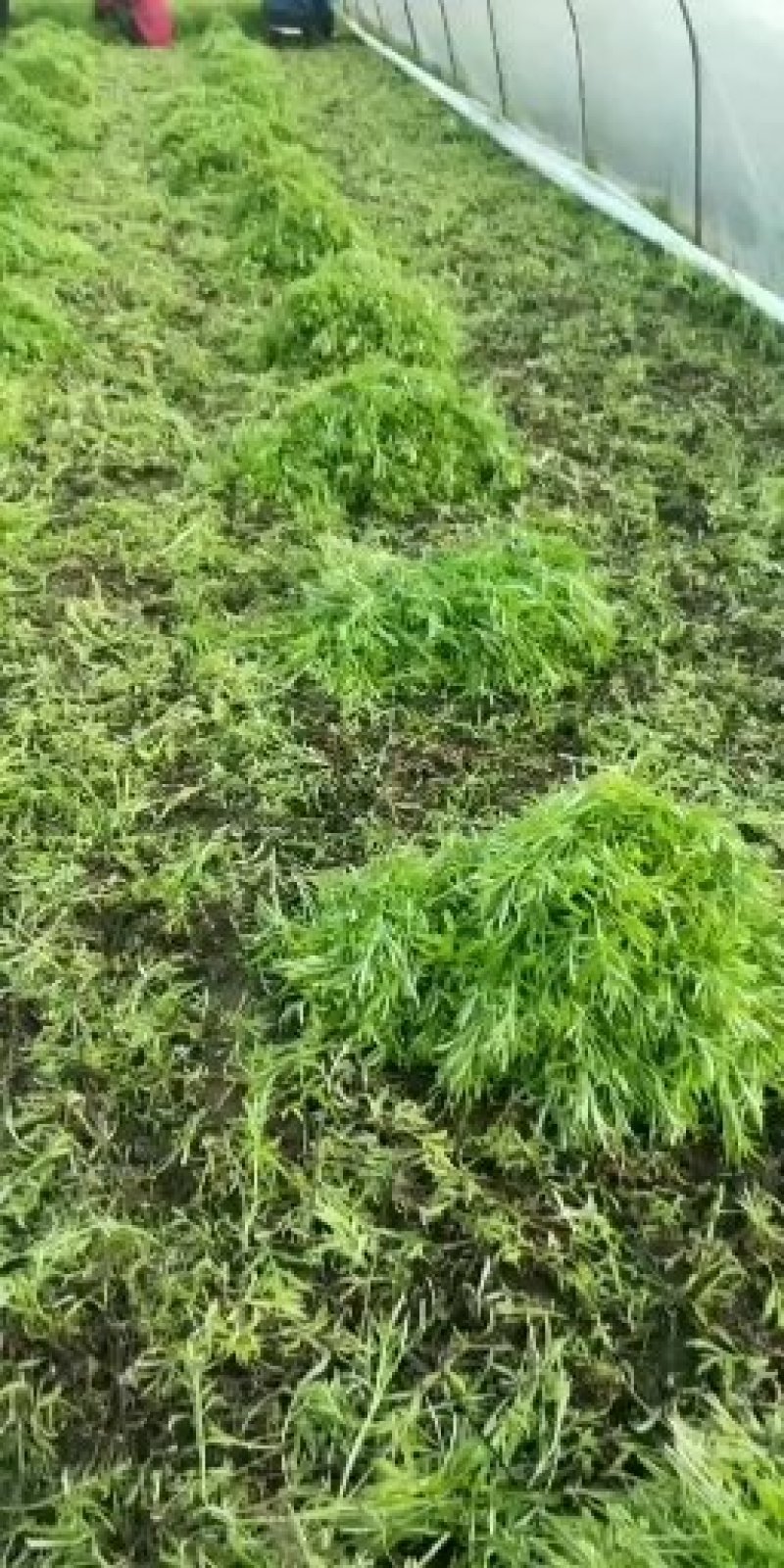 新鲜芦蒿大量上市，保证货源质量，现采现卖，支持现场验货