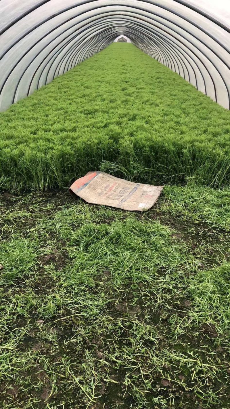 新鲜芦蒿大量上市，保证货源质量，现采现卖，支持现场验货