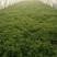 新鲜芦蒿大量上市，保证货源质量，现采现卖，支持现场验货