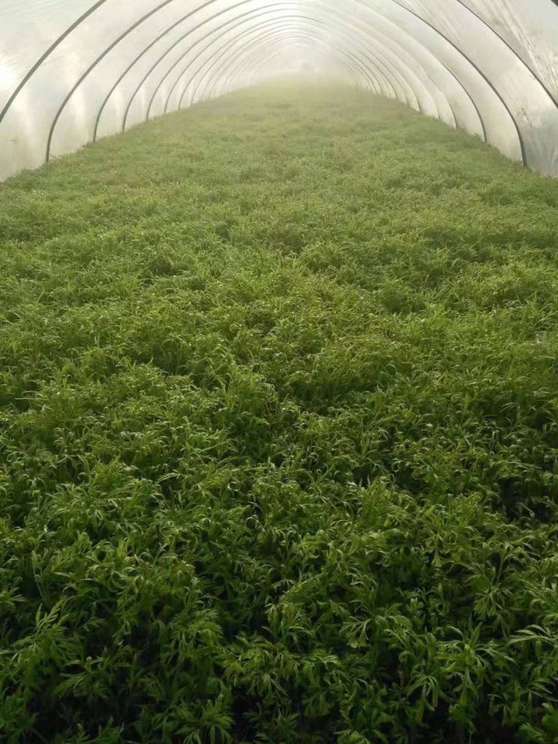 新鲜芦蒿大量上市，保证货源质量，现采现卖，支持现场验货