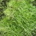 新鲜芦蒿大量上市，保证货源质量，现采现卖，支持现场验货