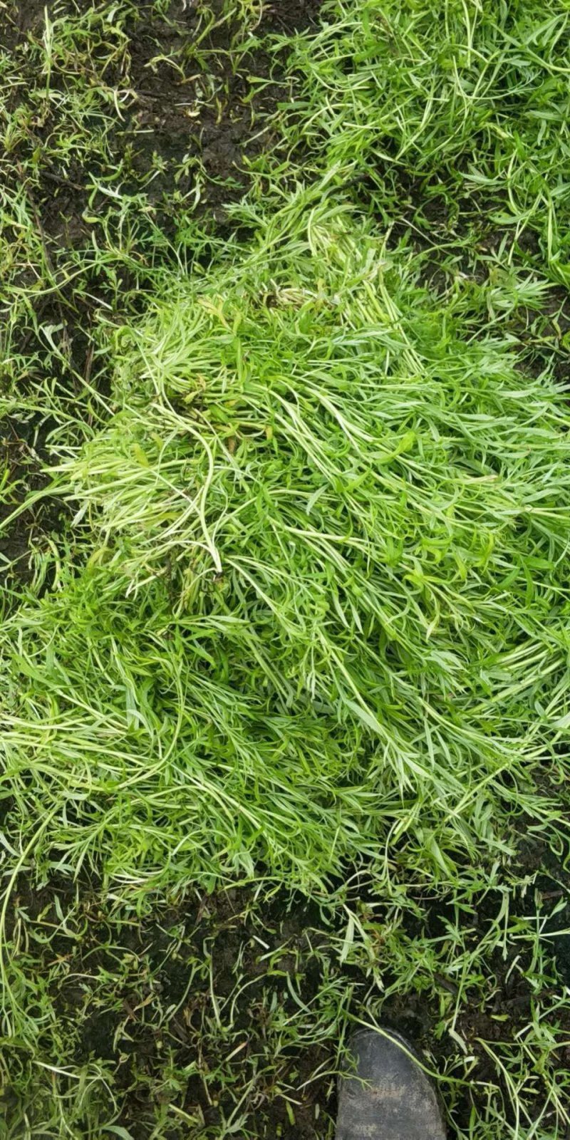 新鲜芦蒿大量上市，保证货源质量，现采现卖，支持现场验货