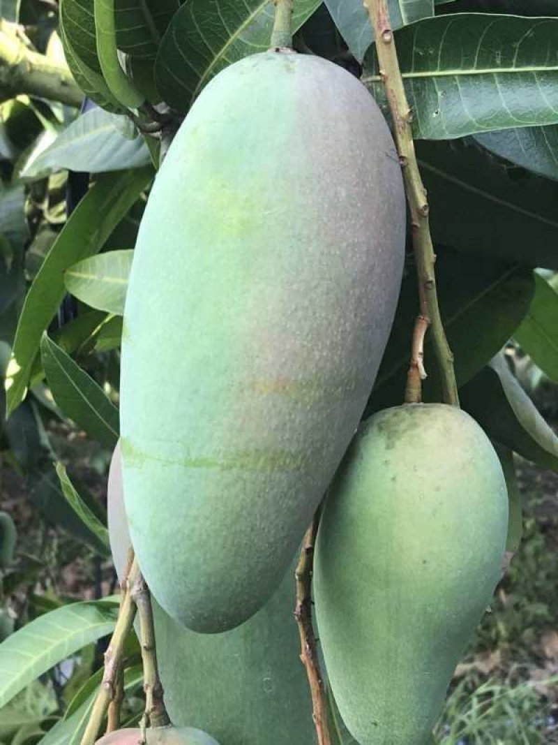 【聚便宜】新品越南芒果大青芒9斤装青皮芒肉厚多汁新鲜