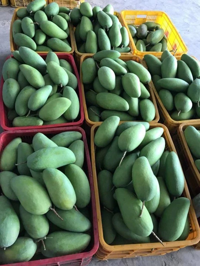 【聚便宜】新品越南芒果大青芒9斤装青皮芒肉厚多汁新鲜