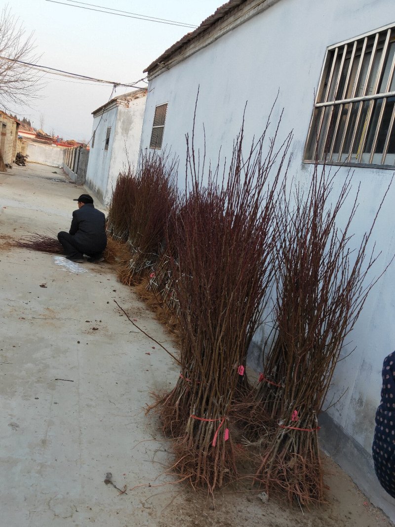 秋彤桃苗秋甜桃苗中蟠17桃苗风味天后油蟠桃苗新黄金蜜1号