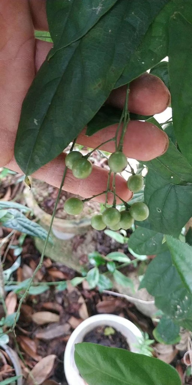 金果榄种植，地苦胆，多年种植经验产地专营技术支持