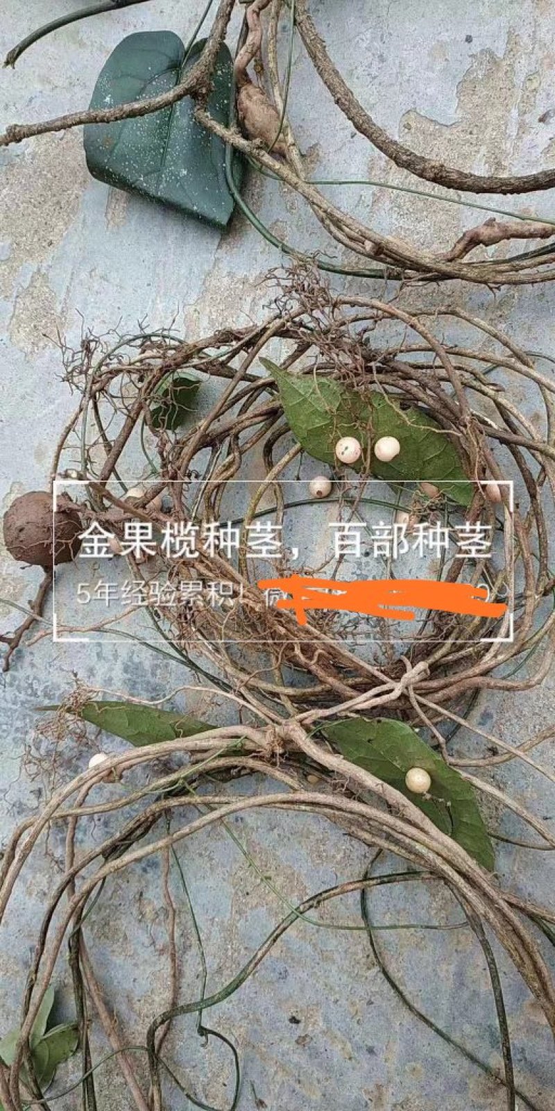 金果榄种植，地苦胆，多年种植经验产地专营技术支持