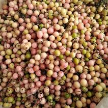 金果榄种植，地苦胆，多年种植经验产地专营技术支持