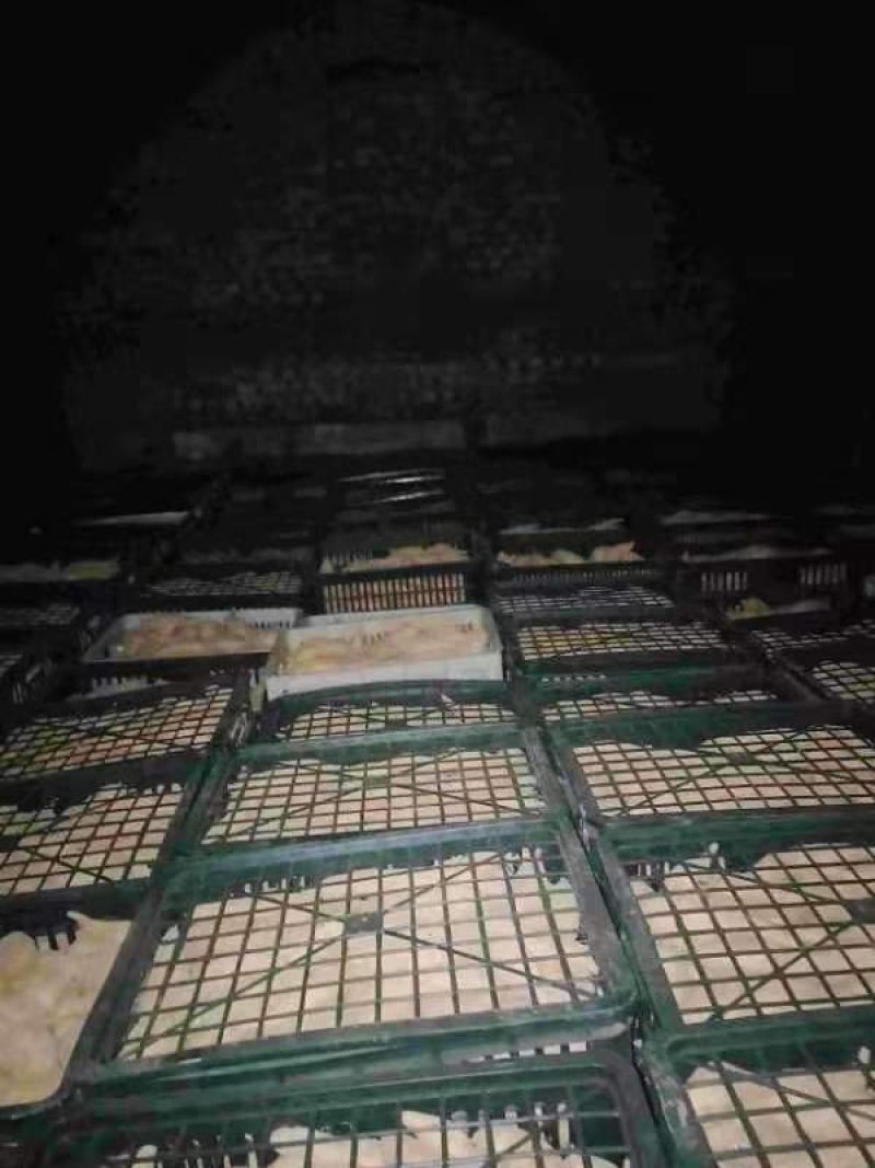 疫情之下，贵州紫云红薯种4万斤，精品红薯6万斤，急寻老板