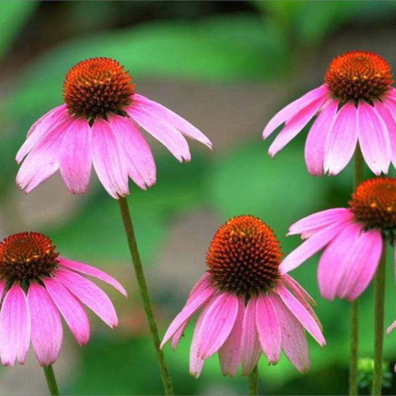 松果菊种景观工程园林绿化花期长耐热花草易
