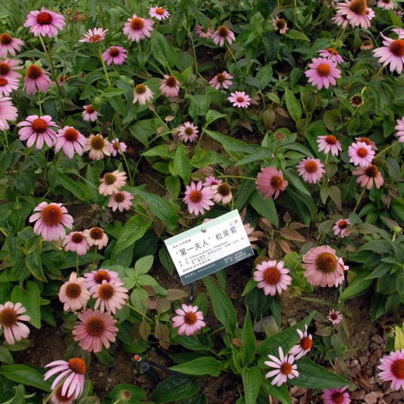 松果菊种景观工程园林绿化花期长耐热花草易