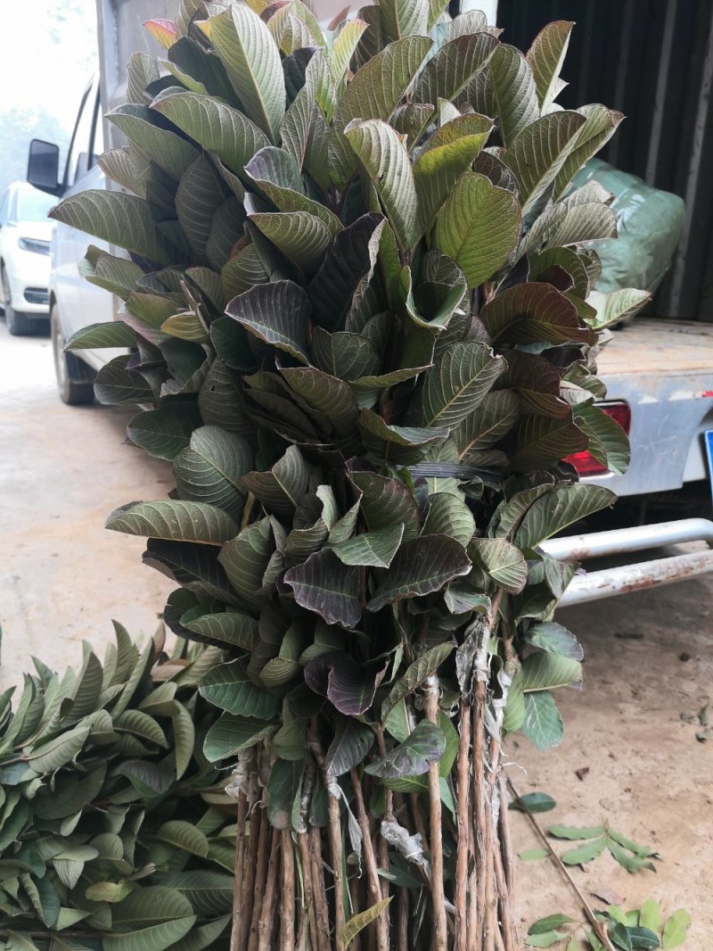番石榴苗红心芭乐番石榴苗，正品嫁接红心芭乐番石榴苗
