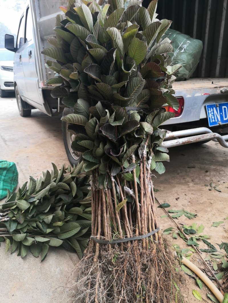 番石榴苗红心芭乐番石榴苗，正品嫁接红心芭乐番石榴苗