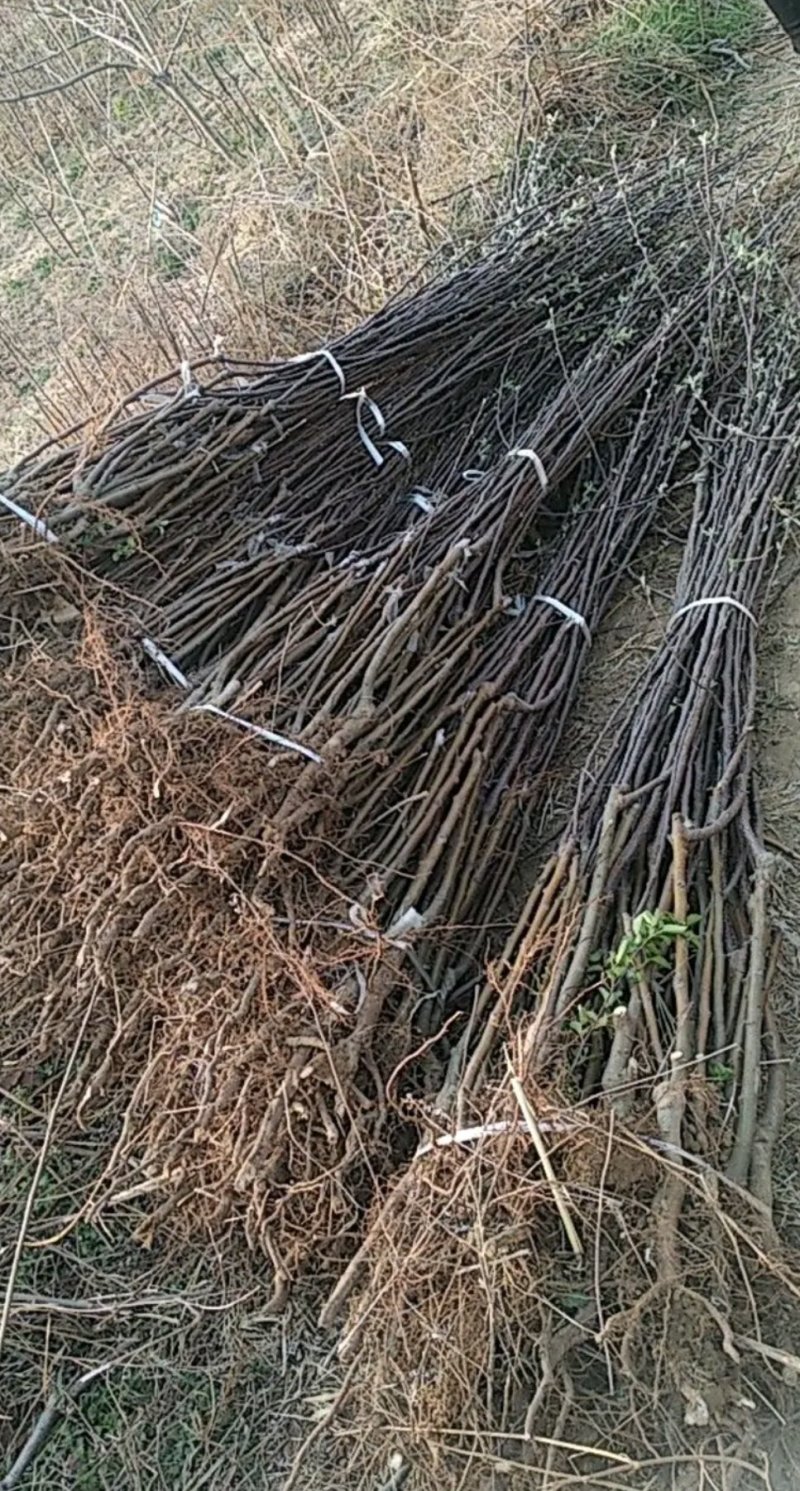 烟富10苹果苗烟富8口感脆甜包成活技术指导