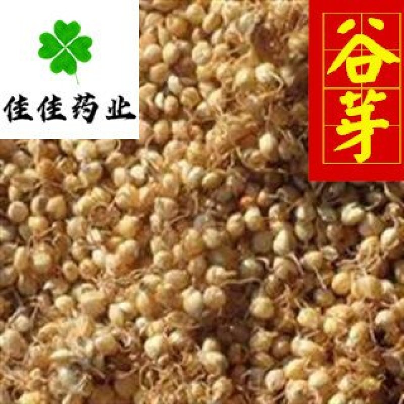 谷芽生谷芽芽多新货另有炒谷芽产地直销