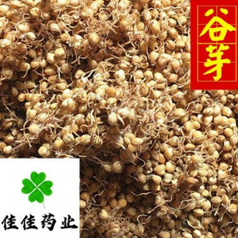 谷芽生谷芽芽多新货另有炒谷芽产地直销