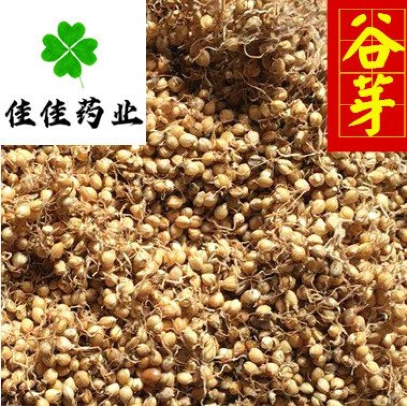 谷芽生谷芽芽多新货另有炒谷芽产地直销
