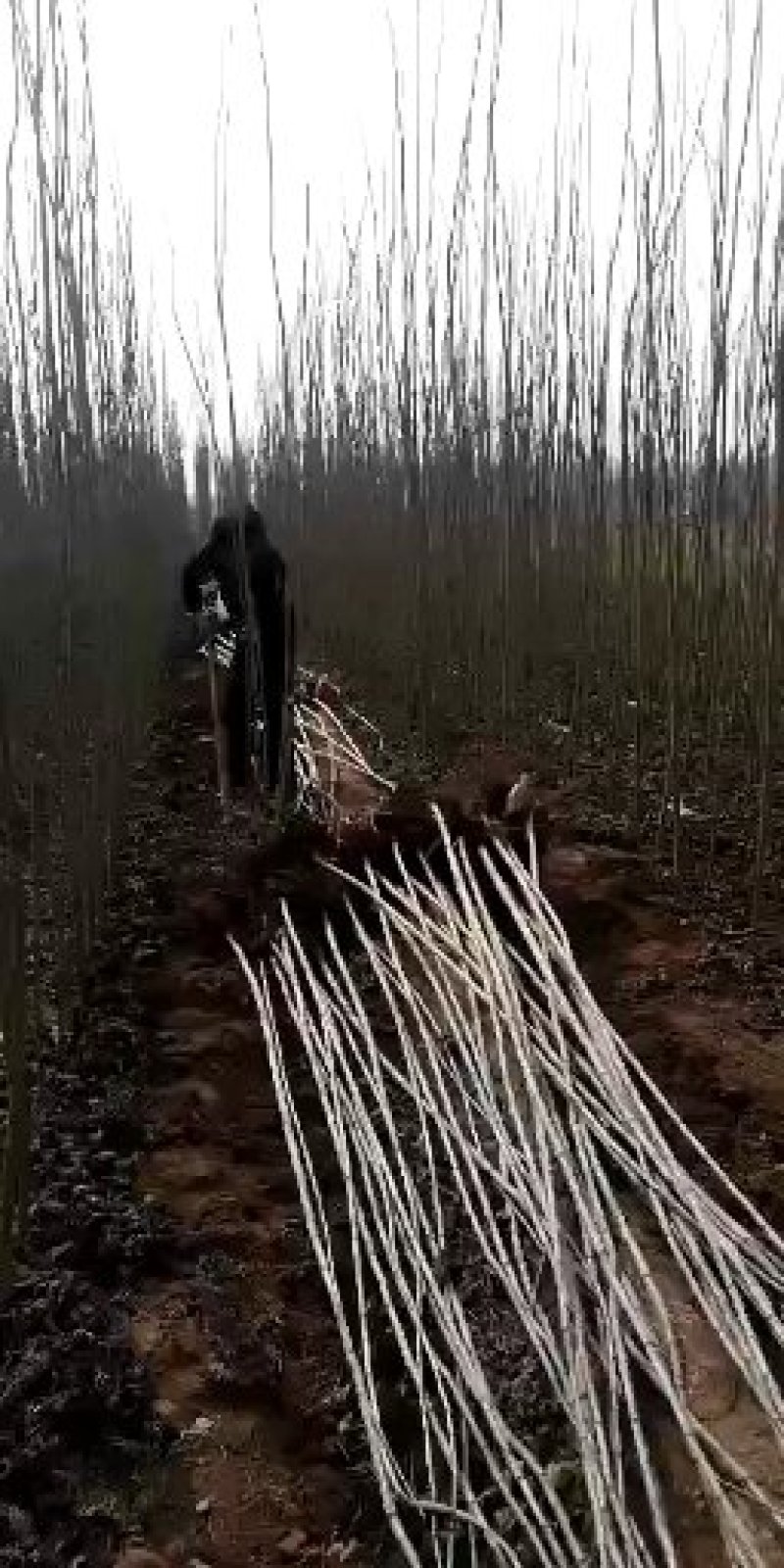107杨树苗无病无灾，抗碱耐涝，成活率高。