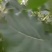 107速生杨，无病无灾，抗碱耐涝，成活率高。
