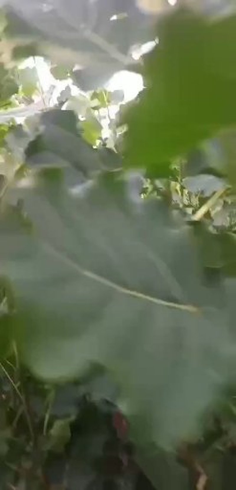 107速生杨，无病无灾，抗碱耐涝，成活率高。