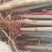 107速生杨，无病无灾，抗碱耐涝，成活率高。