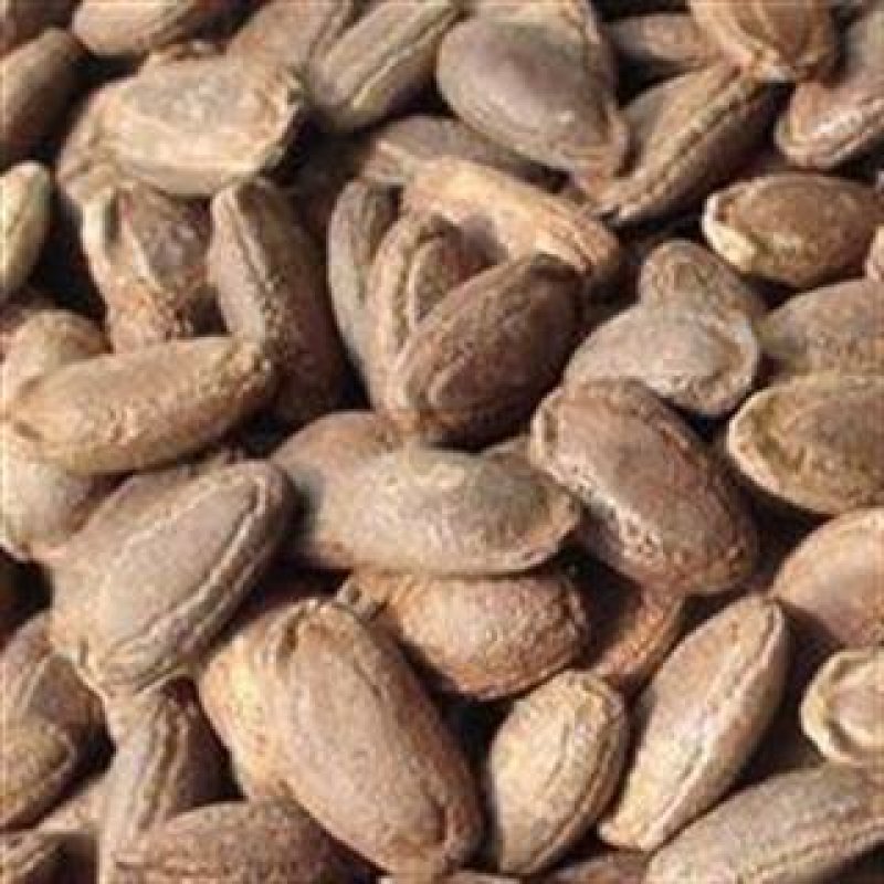 瓜蒌子新货颜色好选货瓜蒌籽无虫蛀