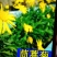茼蒿菊种子木春菊籽花卉种子批发大自然种业
