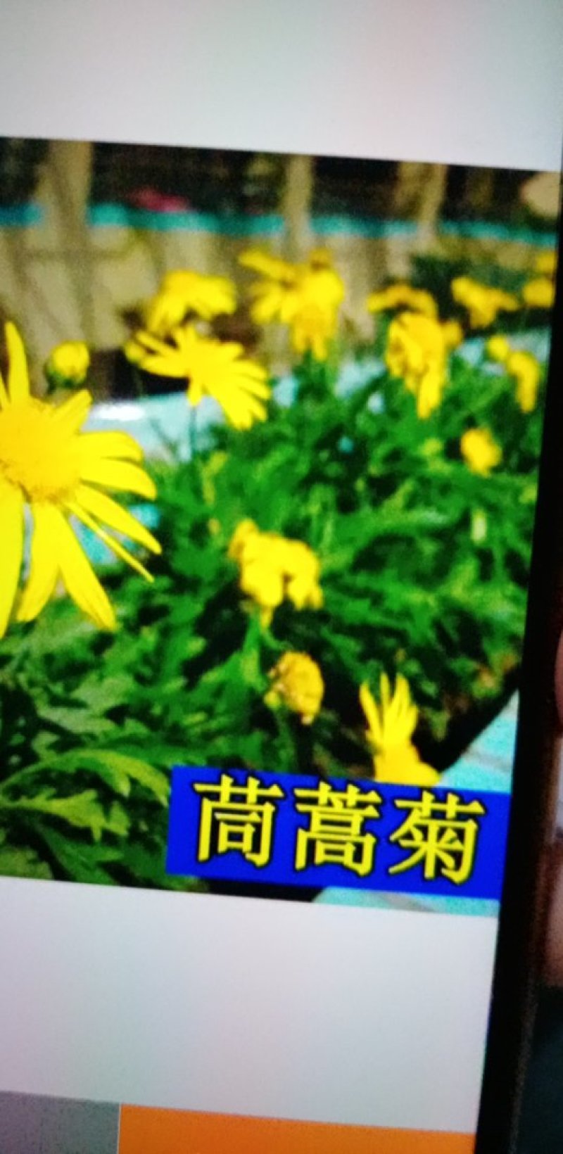 茼蒿菊种子木春菊籽花卉种子批发大自然种业