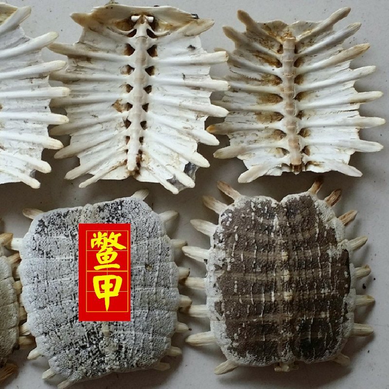 正品生鳖甲干净甲鱼壳选货另有炒鳖甲供应各种中药