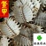 正品生鳖甲干净甲鱼壳选货另有炒鳖甲供应各种中药