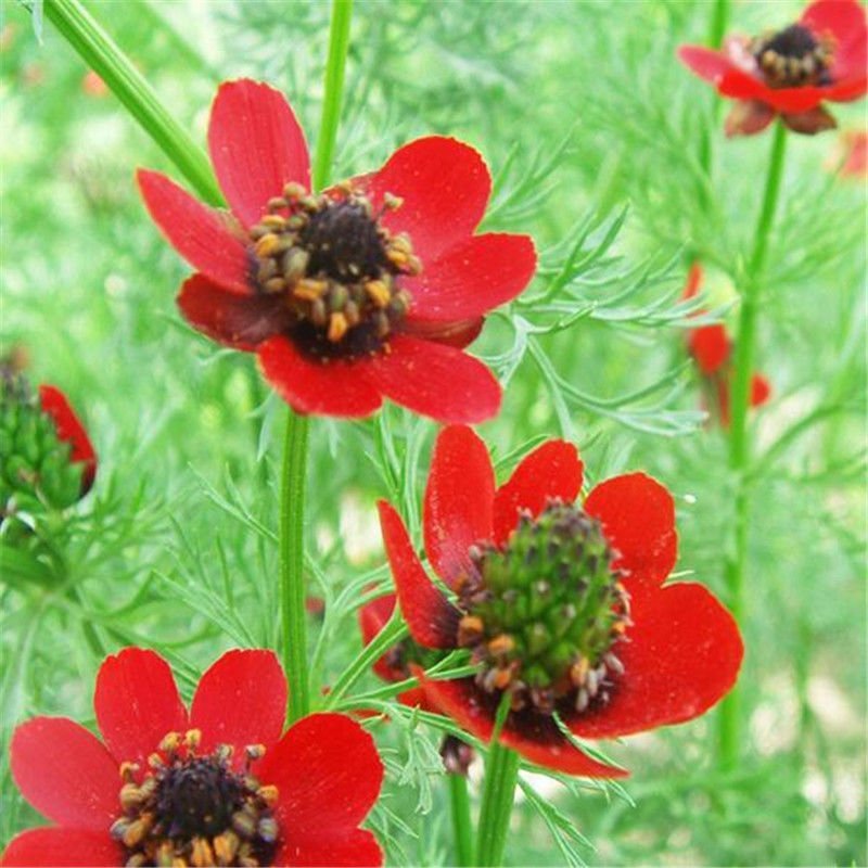 福寿花种子红色花朵福寿草花种批发