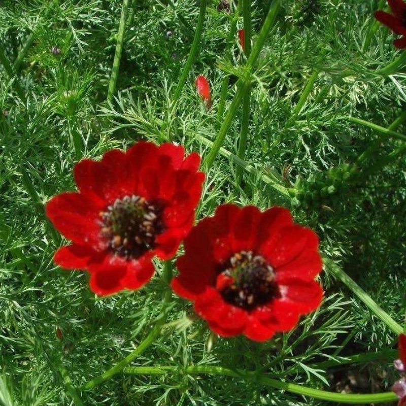 福寿花种子红色花朵福寿草花种批发
